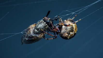 Wall Mural - Common house spider (parasteatoda tepidariorum) with its prey.