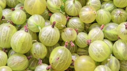 Poster - a lot of gooseberries in the box