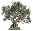© Rawpixel.com - PNG Ancient twisted olive tree artwork