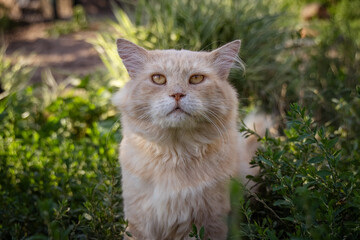 Wall Mural - A male fluffy pastel orange fur cat sits on the green grass and looks right toward the camera lens on a sunny summer day.