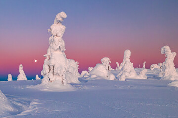 Wall Mural - winter landscape with trees and snow