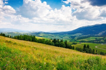 Poster - field on the hill in carpathian mountains. view in to the rural valley. alpine scenery of ukraine in summer. sunny day with fluffy clouds on the sky. countryside landscape