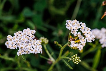 Wall Mural - White Yarrow Flowers Blooming in Summer