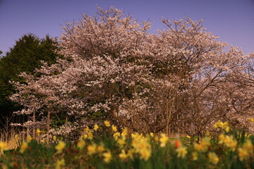 岩手県奥州市　満開の桜