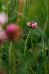 Wall Mural - A Single Pink Flower Blooming in a Field of Green Grass