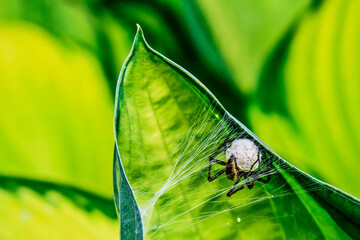A female wolf spider (Lycosidae) with a white cocoon with eggs attached to her abdomen and her hunting net on a large green leaf.