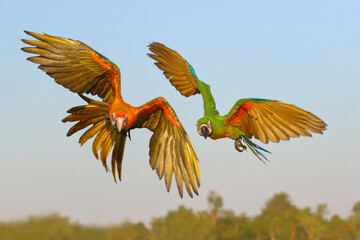 Wall Mural - Colorful Camelot Macaw and Chest Gold Macaw flying in the sky. Free flying bird