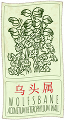 Wall Mural - Drawing WOLFSBANE in Chinese. Hand drawn illustration. The Latin name is ACONITUM HETEROPHYLLUM WALL.