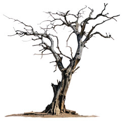 Wall Mural - PNG  Aged leafless tree silhouette