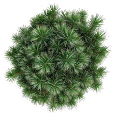 Sticker - PNG  Lush green pine tree top