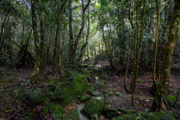 Wall Mural - dense green trees in the forest.