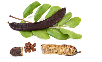 Poster - Carob pod on a  branch with seeds