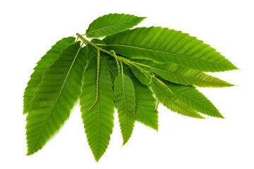 Poster - Chestnut branch with leaves