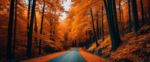 Wall Mural - Rural asphalt road in the forest surrounded by autumn trees with vibrant orange and yellow foliage. Fall season landscape photo illustration header wallpaper. 