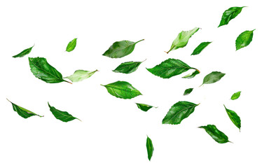 Wall Mural - PNG Green leaves floating white background