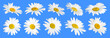 © New Africa - Many beautiful chamomile flowers on blue background, set