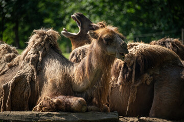 Sticker - A resting adult dromedary camel outdoors.