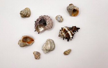 Lots of shells. Shells on a white background. Seashells background. Shells macro photo