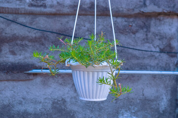 Wall Mural - A hanging plant in a white pot is suspended from a wire. The plant is green and he is thriving