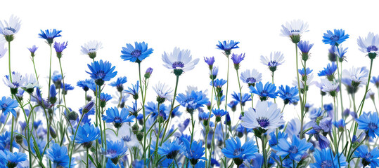 Sticker - PNG Vibrant blue wildflowers in bloom