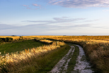 Poster - Evening light shining on golden cereal crops in the Sussex countryside, with a pathway running between the fields