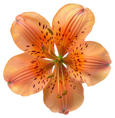 Sticker - PNG Vibrant orange tiger lily flower