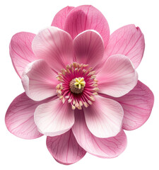 Sticker - PNG Pink lotus flower close-up