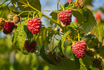 fresh and juicy wild raspberry ripening on a branch