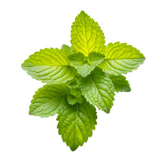 Lemon balm isolated on transparent background