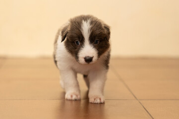 A full-length border collie puppy on a beige background. Pets