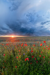 Wall Mural - Sunrise in a misty poppy field, Denmark	