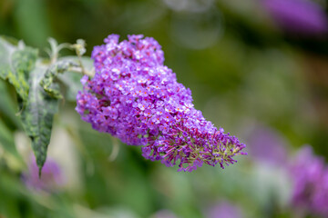 Sticker - Selective focus of violet blue flower Summer lilac (Vlinderstruik) Buddleja davidii, Butterfly-bush or Orange eye is a species of flowering plant in the family Scrophulariaceae, Natural background.