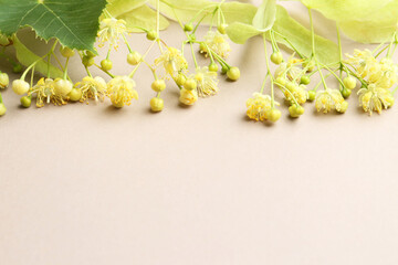 Wall Mural - Beautiful linden blossoms and green leaves on dark beige background, space for text