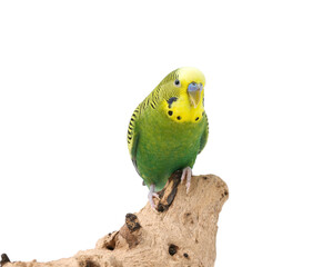 Poster - Bright parrot on wooden snag against white background. Exotic pet