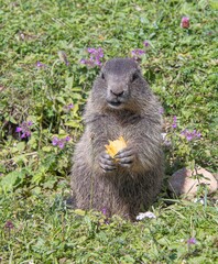 marmot in the grass
