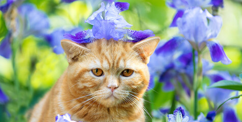 Wall Mural - Cute ginger kitten sitting in iris flowers in the garden