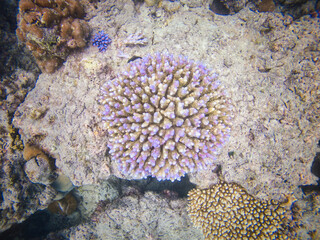 An underwater marvel in Sumatra, featuring a thriving coral reef bursting with life and color. Perfect for illustrating marine biodiversity and the beauty of oceanic ecosystems.