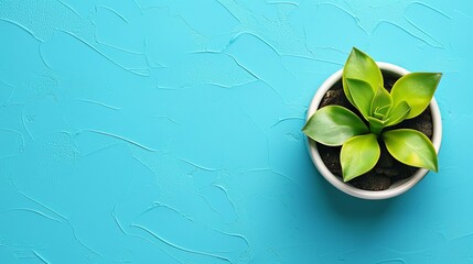 A small plant in a white pot sits on a blue wall