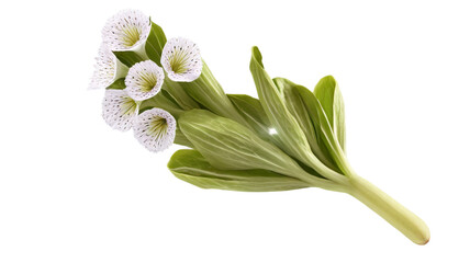 Healthy vegetable Plantain flower on transparent background