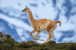 © Designpics - Guanaco (Lama guanicoe) runs down ridge with mountain behind in Torres del Paine National Park; Chile