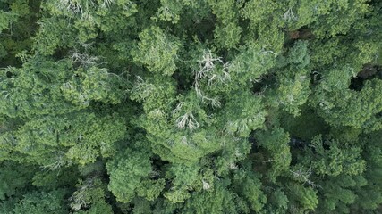 Wall Mural - Aerial Top View Of Summer Green Trees In Forest  - Drone Shot