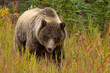© Designpics - Close-up portrait of a grizzly bear (Ursus arctos horribilis) foraging for roots along a roadside meadow; Whitehorse, Yukon, Canada