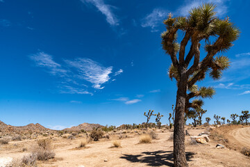 Joshua Trees, cacti, and other succulents and plants as seen on a bright summer day at in sunny Southern California 