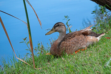 Wall Mural - An adult female Mallard duck sitting by a freshwater marsh.