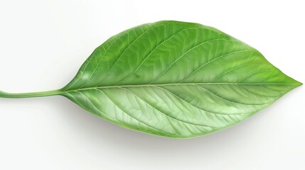 Wall Mural - A leaf is shown in a close up on a white background