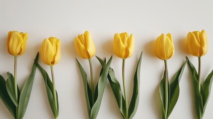 Poster - Yellow tulips arranged on a white surface