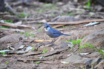 Common diuca, small bluish bird