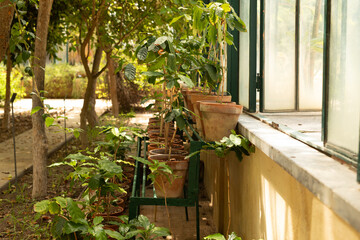 A row of potted plants lined up on a windowsill