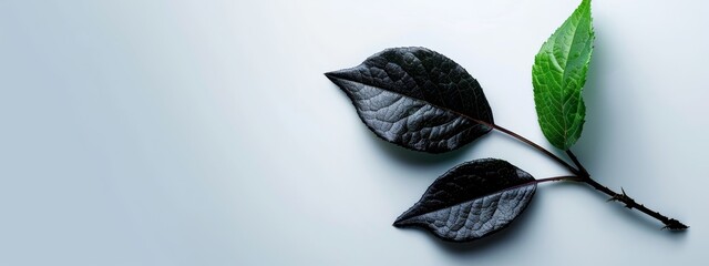  Two green leaves atop a white table, one green leaf beside another on a third green leaf