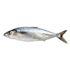 Wall Mural - [Transparent Background PNG]Fresh whole mackerel on white background